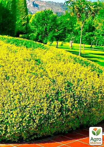 Бирючина овальнолиста "Aureum" С1.5 висота 35-40см (185365) 1 саджанець - фото 2