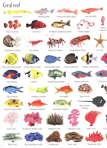 1000 Things Under the Sea - фото 5