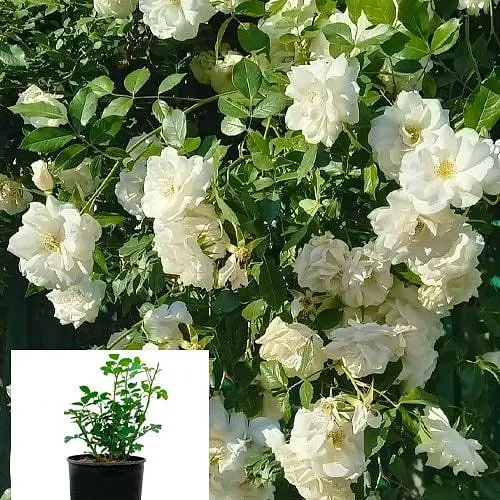 Троянда в контейнері плетиста "Schneewalzer" (саджанець класу АА+) (180860) 1 саженец - фото 3