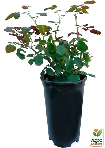 Роза в контейнере чайно-гибридная "Versilia" (саженец класса АА+) (156250) 1 саженец - фото 4