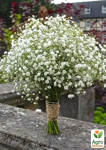 Гіпсофіла "New Star" (букетна під зріз) (183666) 1 саженец - фото 2