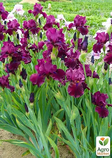 Ірис бородатий великоквітковий "Fortunate Son" (181502) 1 саженец - фото 2