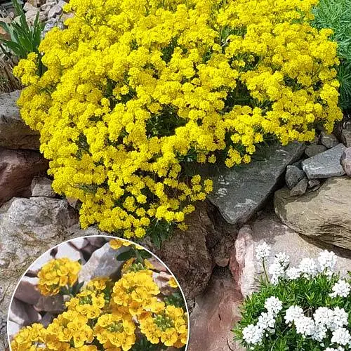 Алисум скальный Gold Kobold (неприхотливое многолетнее растение) (190688) 1 саженец - фото 2