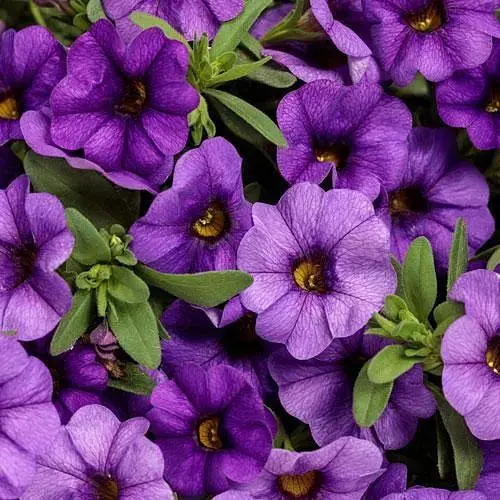 Калібрахоа Mini Famous Neo "Light Blue" (190202) 1 саженец - фото 1