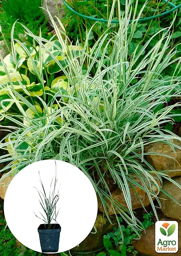 Райграс клубненосный Arrhenatherum bulbosum (многолетний декоративный злак) (152232) 1 саженец - фото 3