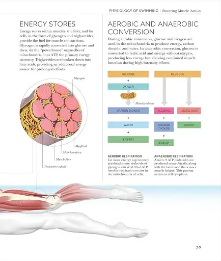 Science of Swimming. Transform Your Stroke, Improve Strength, Revolutionize Your Training - фото 5