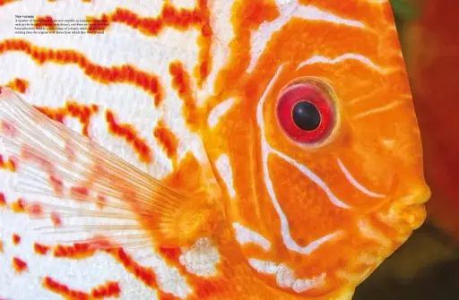 Tropical Fish: From Stingrays to Clown Fish - фото 3