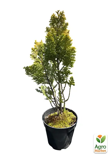 Кипарисовик Лавсона "Alumi Gold" С2 высота 25-35см (176877) 1 саженец - фото 2