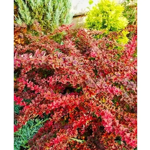 Барбарис Тунберга 3-х річний "Coronita" С3 висота саджанця від 25см (175130) 1 саженец - фото 1