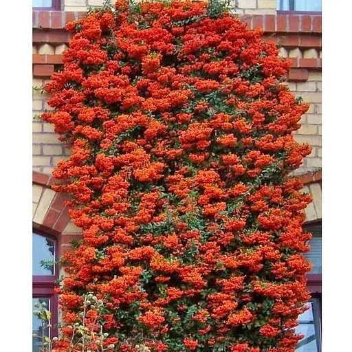 Піраканта "Orange Glow" 3-річна (висота 80-100см) (184990) 1 саженец - фото 1