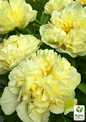 Пион травянистый "Sunny Girl" (гигантский цветок) (185028) 1 шт Нидерланды - фото 3