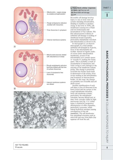 Wheater's Basic Pathology: A Text, Atlas, and Review of Histopathology. International Edition, 5th Edition - фото 8