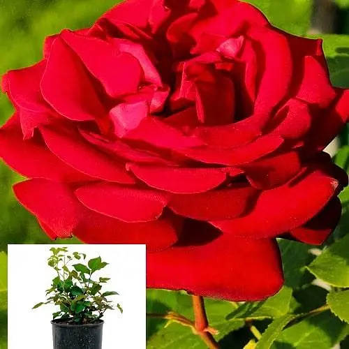 Роза в контейнере чайно-гибридная "Royal Willams" (саженец класса АА+) (180850) 1 саженец - фото 2