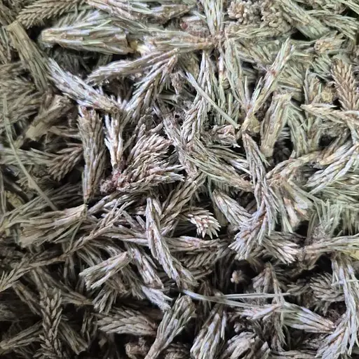 100 г сосна побеги молодые сушеные – свежий урожай