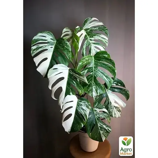 Монстера Agro-Market Deliciosa variegatum Alba 30-40 см (189395) 1 саженец в упаковке (комнатный) Нидерланды - фото 3