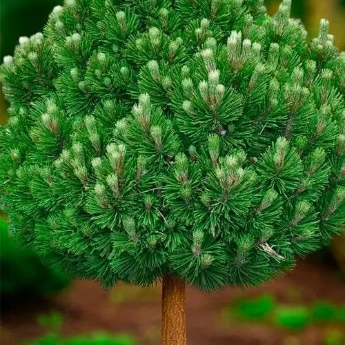 Сосна белокорая Agro-Market на штамбе Satelit С20 высота 50-60см диаметр 30-40 см 188135 1 саженец в упаковке - фото 1