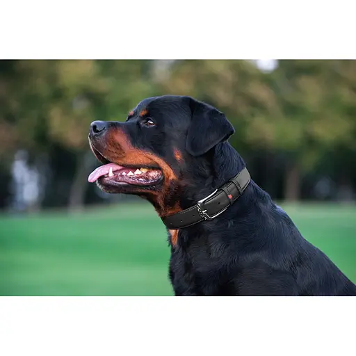 Ошейник для собак кожаный Waudog Glamour с QR-паспортом без украшений L Ш 25 мм Д 38-49 см черный - фото 8