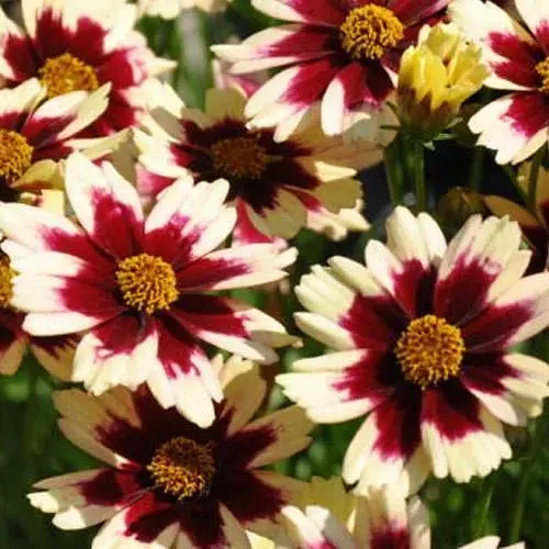 Кореопсис verticillata "Ruby Frost" (яскравий багаторічник) (188410) 1 саженец - фото 1