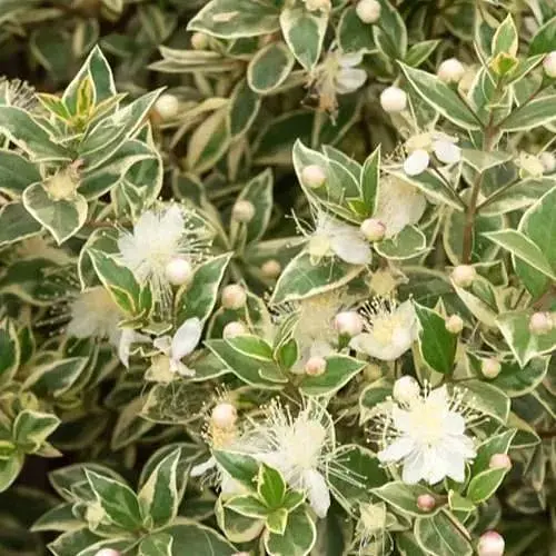 Мирт вариагатный комнатный Agro-Market Tarentina вазон р-9 (190338) 1 саженец в упаковке - фото 1