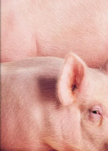 Heji Shin. THE BIG NUDES - фото 6