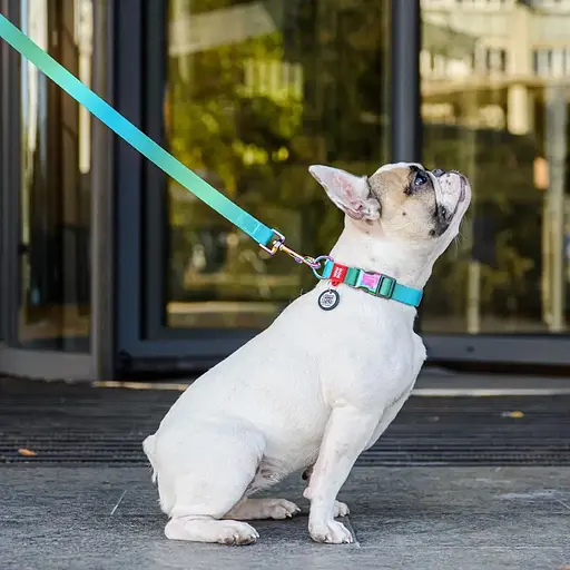 Повідець для собак Waudog Nylon Recycled з нейлону, градієнт, M, блакитний - фото 3