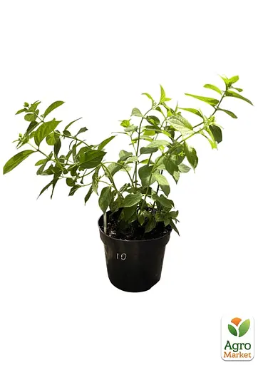 Гортензия метельчатая 2-летняя "Magical Moonlight" высота саженца 20-30см (186197) 1 саженец - фото 2