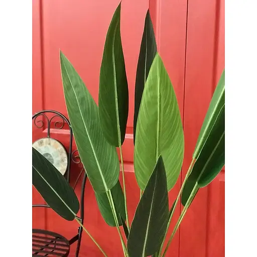 Стреліція Hvoya в горщику 130 см - фото 4