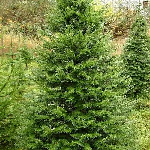 Псевдотсуга Мензиса Agro-Market Menziesii горщик P9 38182 1 саджанець в упаковці - фото 1