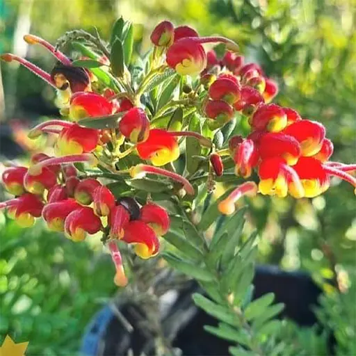 Гревиллея розмаринолистная 2-х летняя LMTD Fireworks 30 - 40 см 1 саженец (184889)  - фото 1