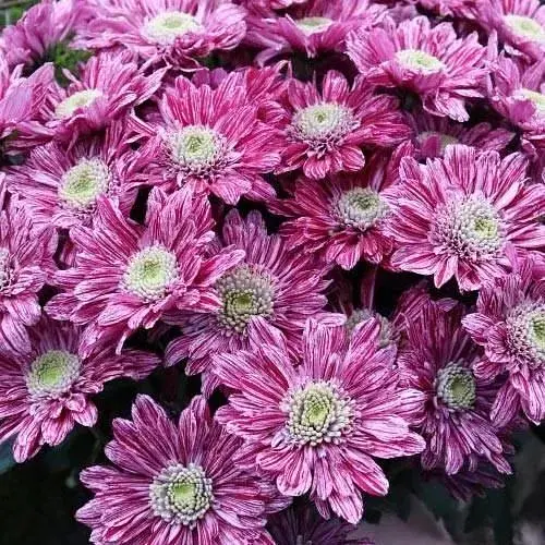 Хризантема кустовая среднецветковая "Hamilton" (177061) 1 саженец - фото 1