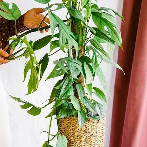 Эпипремнум Agro-Market Cebu Blue 20-30м (188205) 1 саженец в упаковке Нидерланды - фото 2