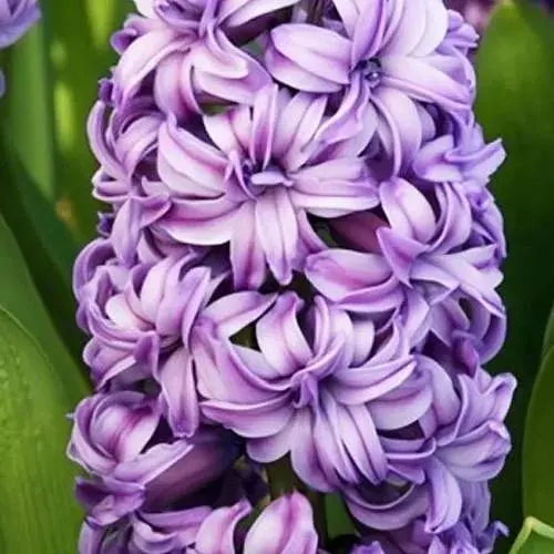 Гіацинт махровий "Lili Purple" (186363) 2 шт - фото 1