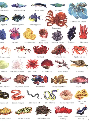 1000 Things Under the Sea - фото 6