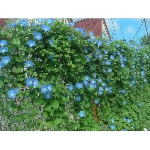 Насіння Іпомея Трибарвна Насіння України Блакитна 1 г (785200) - фото 3