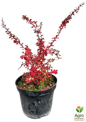 Барбарис Тунберга 3-х річний "Coronita" С3 висота саджанця від 25см (175130) 1 саженец - фото 2