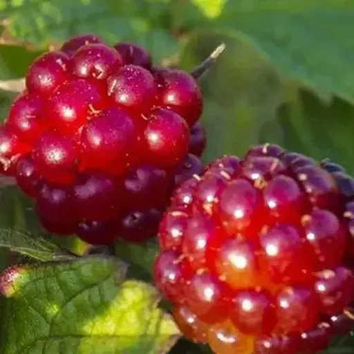Княженика садовая Agro-Market "Пима" (Rubus arcticus 'Pima) популярный финский сорт, вазон Р9 (190878) (кореневище) 1 саженец в упаковке - фото 1