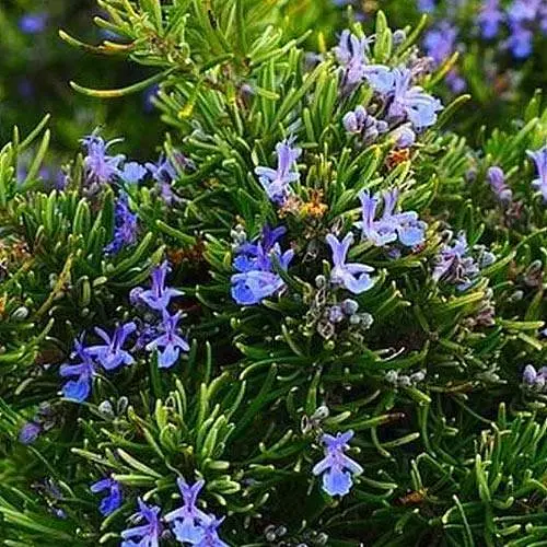 Розмарин морозостойкий "Madeline Hill" (187065) 1 саженец в упаковке - фото 1