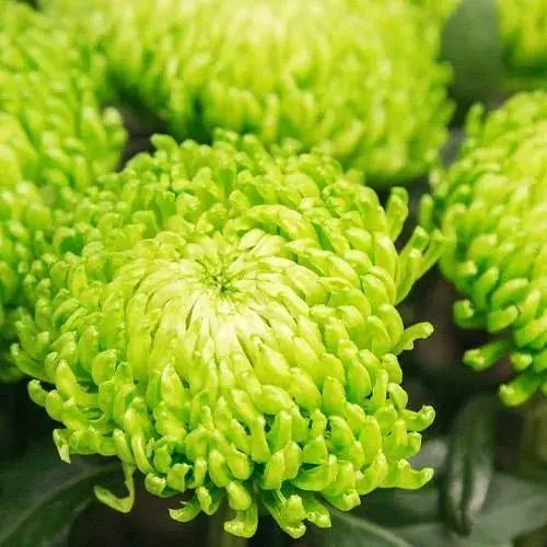 Хризантема "Komodo Green" (низкорослая крупноцветная) (185958) 1 саженец - фото 1