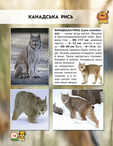 Світ навколо нас. Великі кішки - фото 2