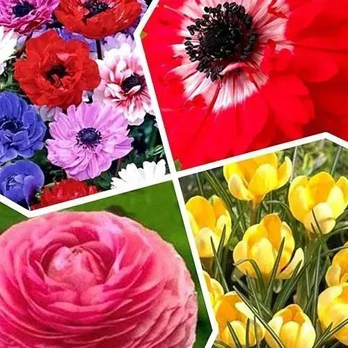 Микс луковиц Agro-Market из 4-х сортов Парад цветения (Flowering Parade) 20шт луковиц (47766) - фото 1