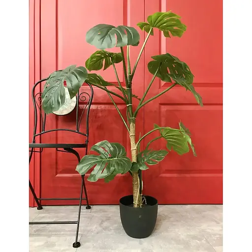 Монстера Hvoya в горщику 115 см - фото 5