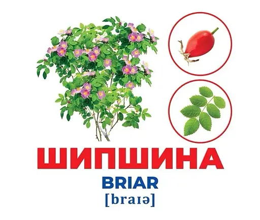 Дерева та кущі. Геній з пелюшок - фото 3