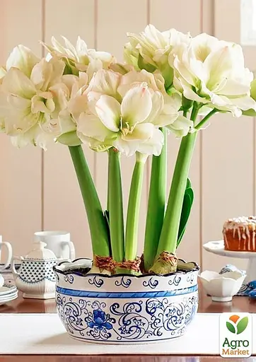 Гиппеаструм махровый "White Amadeus" (Амариллис) (177193) 1 шт - фото 2