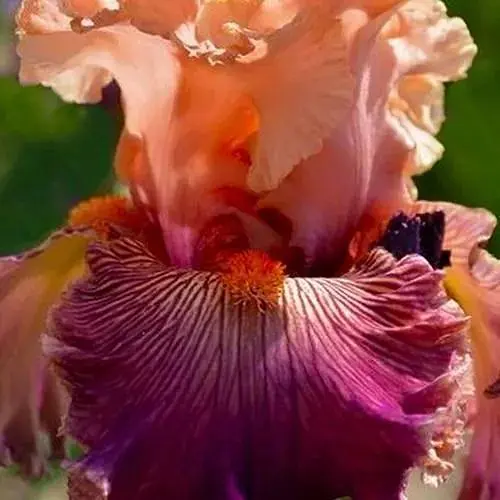 Ирис бородатый крупноцветковый "Full Of Magic" (49771) 1 шт - фото 1