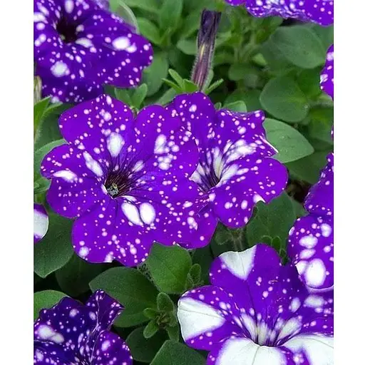 Петуния ампельная "Special Blue Splash" (контейнер №10 высота 10-15см) (49132) 1 саженец - фото 1