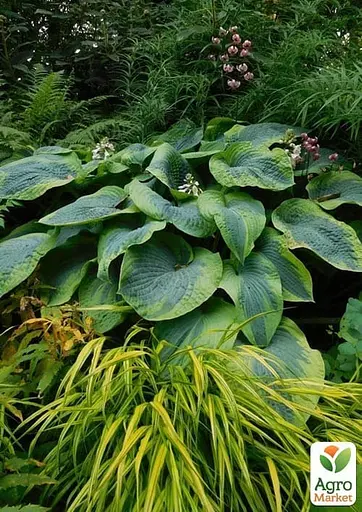 Хоста гибридная "Frances Williams" С3 (181341) 1 саженец - фото 4