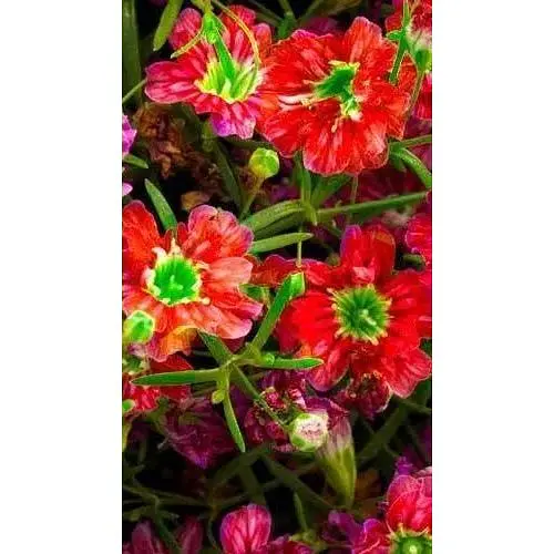 Гипсофила красная (Зипер) Весна 1г (35550) - фото 1