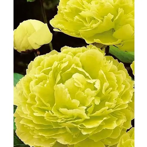 Пион древовидный "Spring Willow" (75836) (Корневище) 1 шт - фото 1