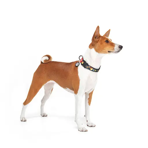 Ошейник для собак нейлоновый Waudog Nylon с QR-паспортом "Рик и Морти 3" металлическая пряжка-фастекс XL,Ш 25 мм Д 37-58 - фото 4