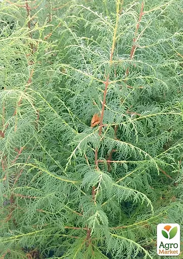 Кипарис Гималайский 3-х летний (Cupressus Torulosa) С1,5 высота 70-80см (176356) 1 саженец - фото 3